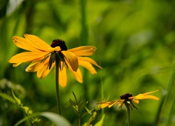 Żółte, Kwiaty, Rudbekia