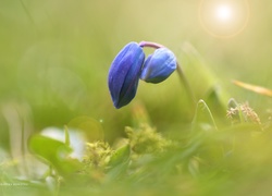 Cebulica Syberyjska, Niebieski, Kwiat, Pąk