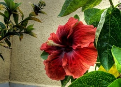 Kwiat, Hibiskus