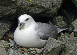 Ptak, Fulmar, Skała