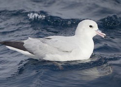 Fale, Ptak, Fulmar