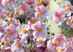 Bladoróżowe, Kwiatki, Zawilec japoński