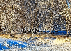 Zima, Drzewa, Śnieg, Przebijające, Światło