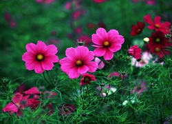 Kwiaty, Kosmea, Park
