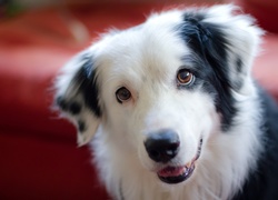 Pies, Border Collie