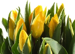 Tulipany