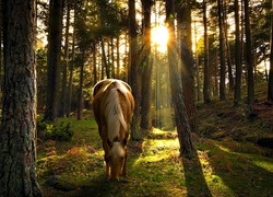 Koń, Las, Wschód Słońca