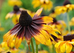 Rudbekia, Błyskotliwa, Brązowo, Żółty, Kwiat, Makro