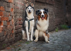 Owczarek australijski, Siberian Husky