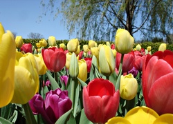 Tulipany, Drzewa, Wiosna