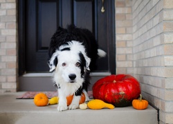 Pies, Border Collie, Dynia