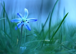 Cebulica Syberyjska, Niebieski, Kwiat