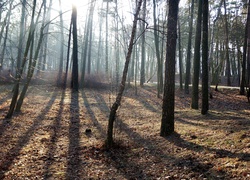 Drzewa, Park, Przebijające Światło