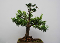 Drzewko bonsai