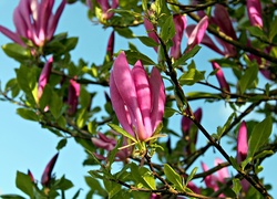 Magnolia, Światło, Wiosna