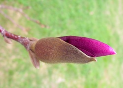 Magnolia