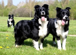 Trzy, Psy, Border Collie