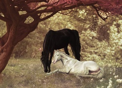 Konie, Las, Drzewa