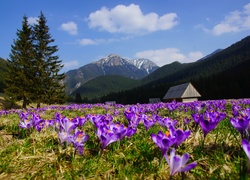 Góry, Kwiaty, Krokusy