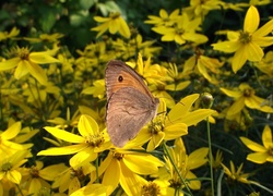 Motyl, Kwiaty, Nachyłek okółkowy