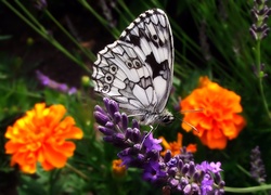 Motyl, Lawenda, Aksamitki, Turki