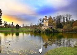 Park, Staw, Łabędzie, Ptaki