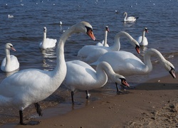 Białe, Ptaki, Łabędzie, Morze, Woda, Plaża