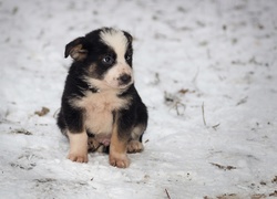 Pies, Szczeniak, Border Collie, Zima