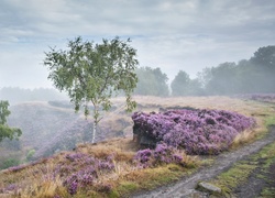 Świt, Droga, Mgła, Anglia, Park Narodowy Peak District, Stanton Moor, Jesień, Las, Drzewa, Brzozy, Wrzosowisko