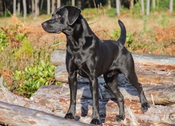 Czarny, Pies, Kłody, Zarośla, Labrador Retriever