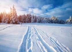 Zima, Śnieg, Las, Wschód słońca