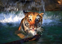 Tygrys, Głowa, Woda
