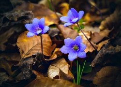 Niebieskie, Kwiaty, Przylaszczki, Suche, Liście