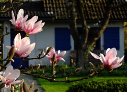 Magnolia, Kwiaty, Dom, Wiosna, Wieś