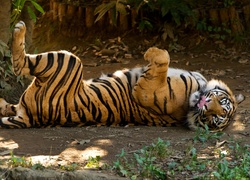 Tygrys, Dziki, Kot, Zwierze, Zoo