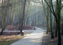 Park, Alejka, Ławki, Przebijające Światło, Drzewa