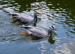 Gęsi, Jezioro