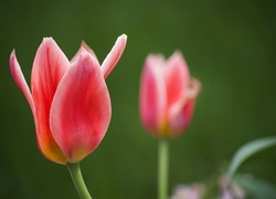Różowe, Tulipany