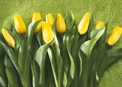 Tulipany