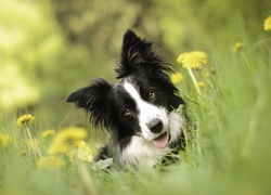 Pies, Border Collie, Łąka