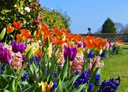 Tulipany, Hiacynty, Kwiaty, Ogród, Wiosna
