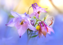 Fioletowe, Kwiaty, Motyl, Makro