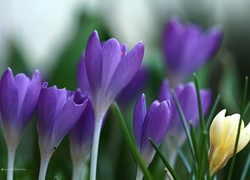 Krokusy, Fioletowe, Kwiaty