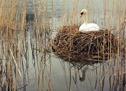 Łabędź, Gniazdo, Jezioro, Trzciny