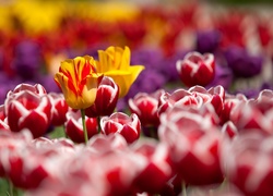 Kwiaty, Żółte, Czerwone, Tulipany