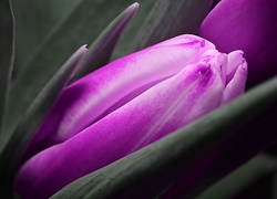 Fioletowy, Tulipan, Pączek