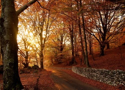 Jesień, Drzewa, Suche, Liście, Droga, Murek