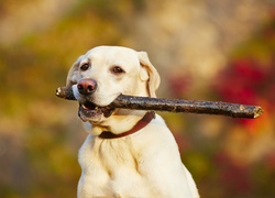 Pies, Labrador, Retriever, Kij, Zabawa, Łąka