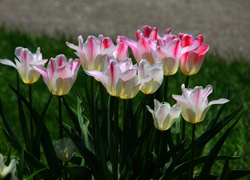 Tulipany