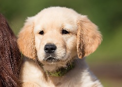 Golden, Retriever, Szczeniak